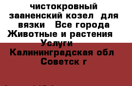 чистокровный зааненский козел  для вязки - Все города Животные и растения » Услуги   . Калининградская обл.,Советск г.